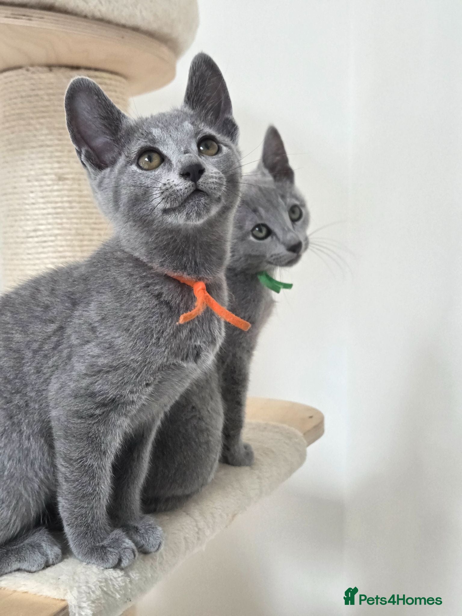 Russian Blue cats 💥READY to leave this week – Russian Blue, TICA - Advert 17