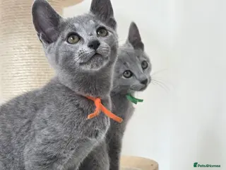 Russian Blue cats 💥READY to leave this week – Russian Blue, TICA - Advert 17
