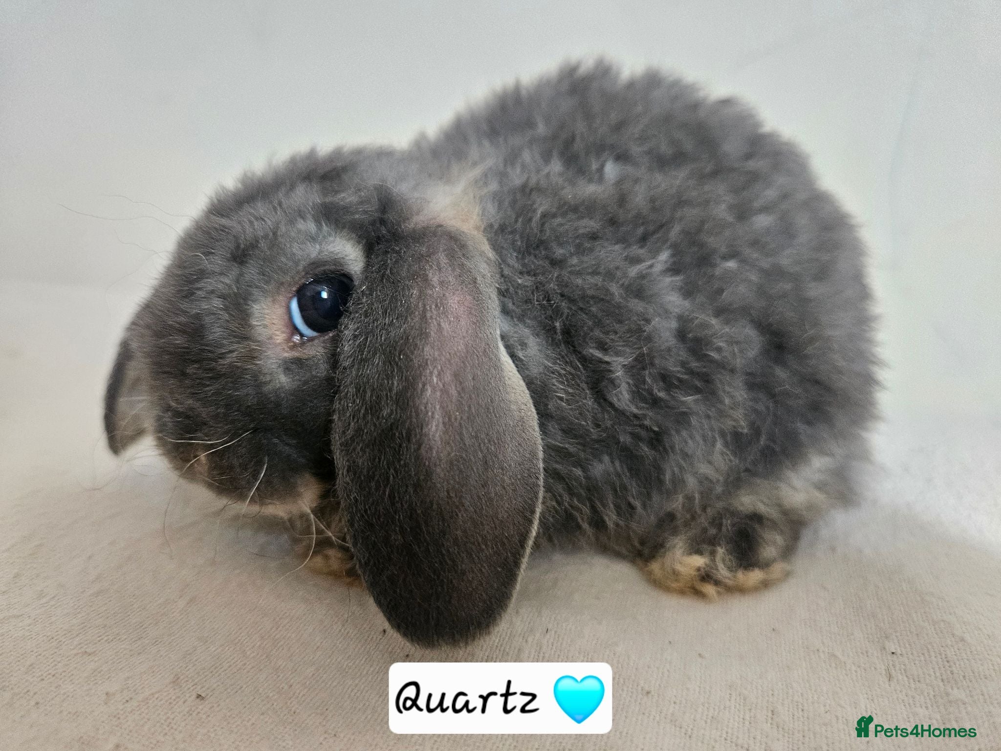 Mini Lop rabbits 5 weeks Pure bred Mini Plush Lops SUFFOLK PLUSH - Advert 2