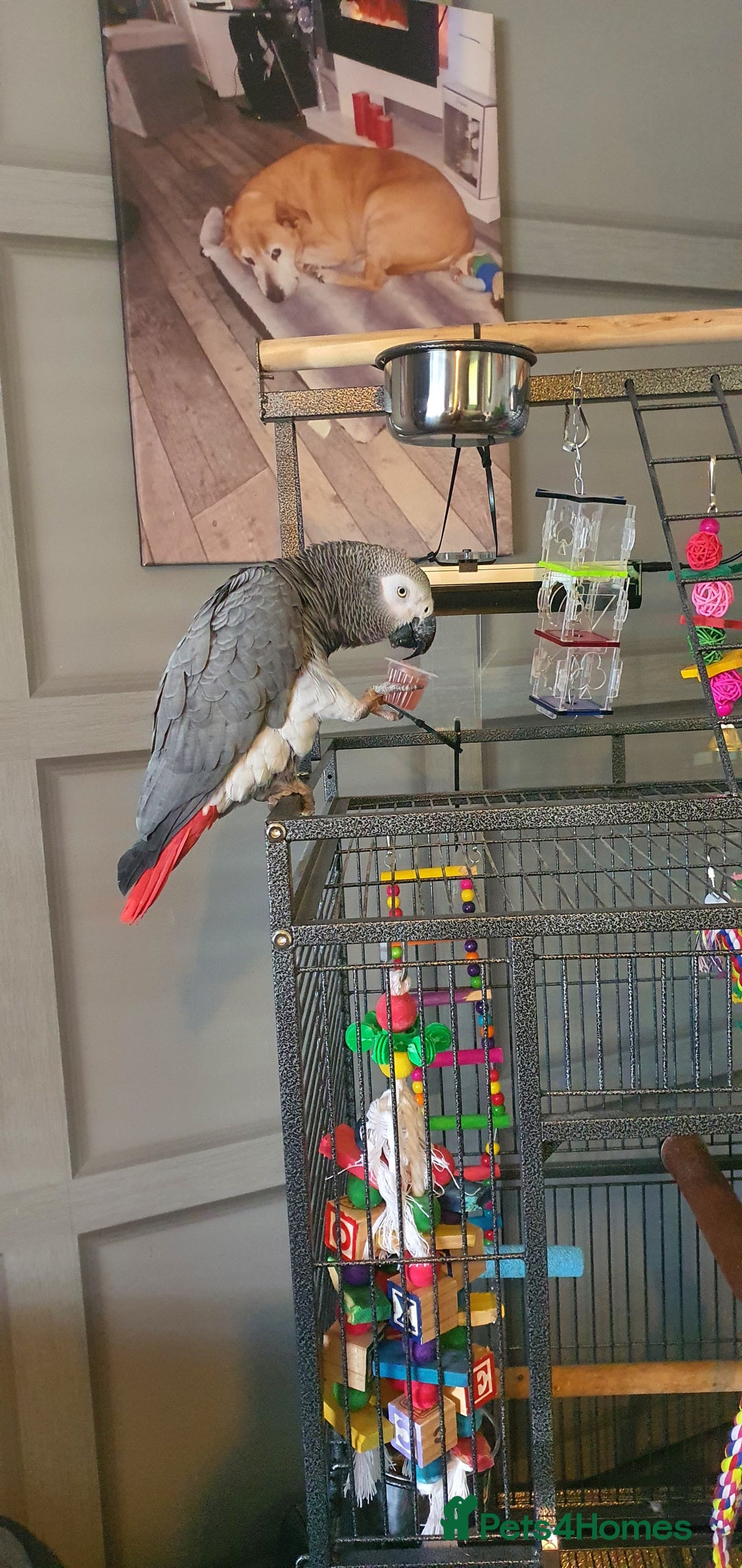 Parrots birds for sale: African grey  - Image 6