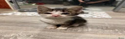 Mixed Breed cats for sale: The BOYS are ready - Advert 4