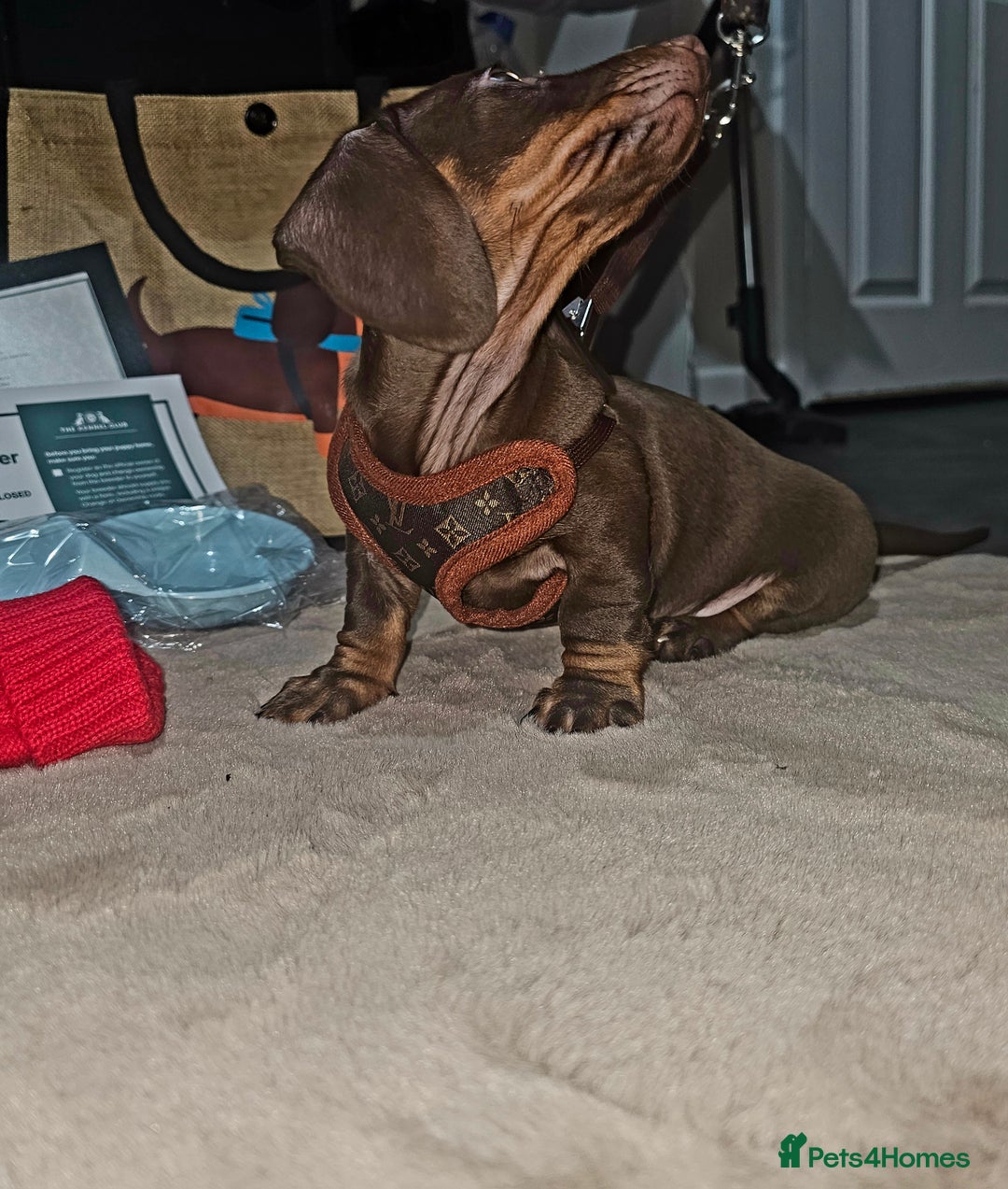 Miniature Dachshund dogs for sale: 🐾 KC Registered Miniature Dachshund Puppy Boy 🐾 - Advert 2