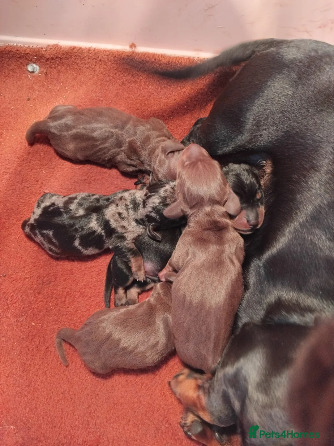 Miniature Dachshund dogs for sale: Miniature dachshund  - Advert 1