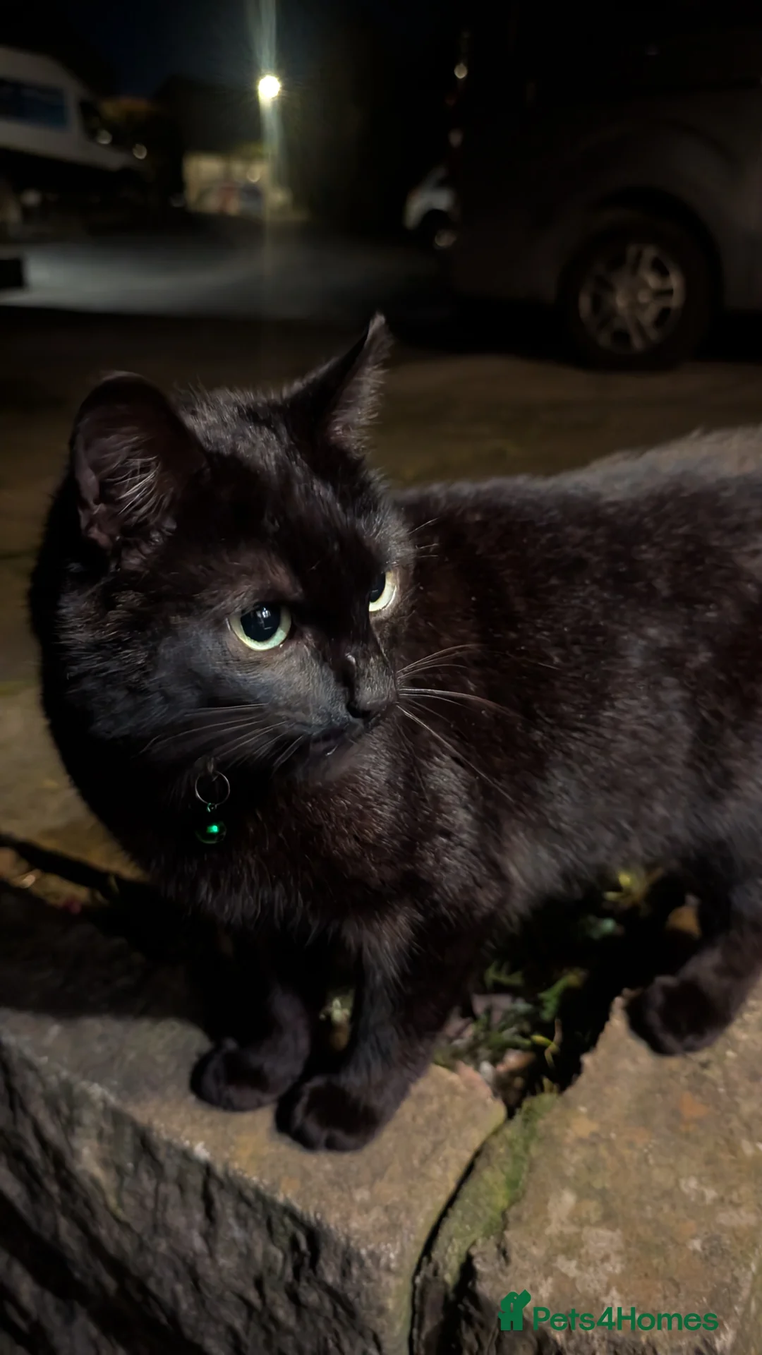 Mixed Breed cats for sale: Black Cat 1yo - Advert 4
