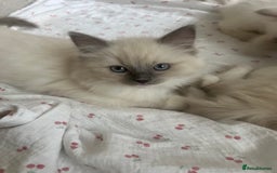 Ragdoll cats for sale: Ragdoll kittens  - Image 11