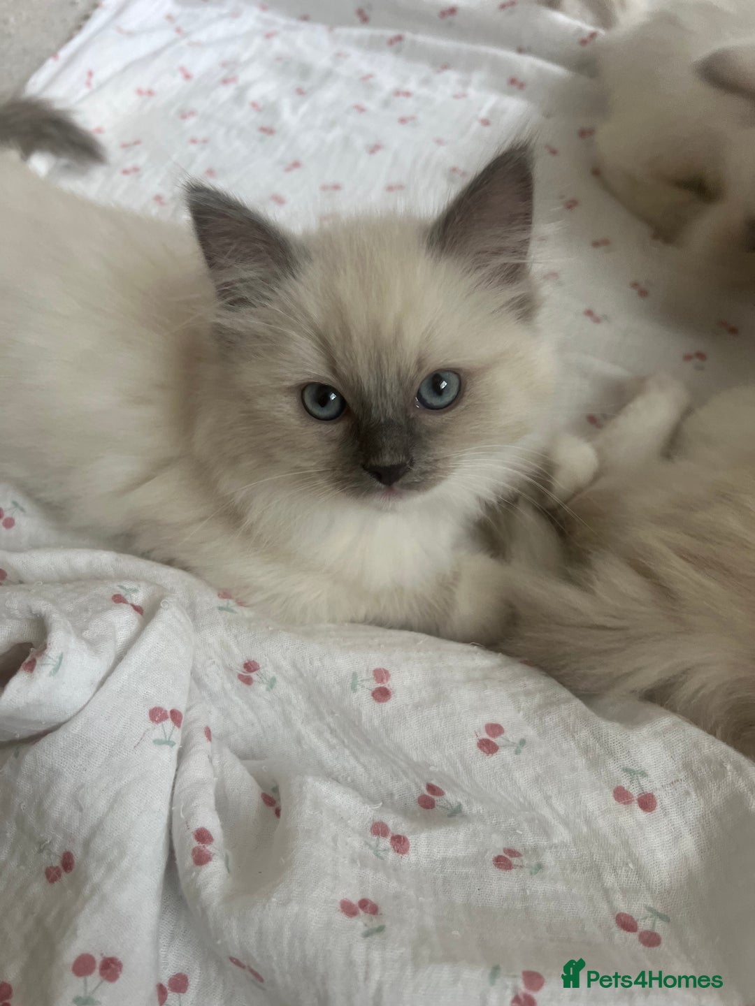 Ragdoll cats for sale: Ragdoll kittens  - Image 11
