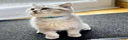 British Shorthair cats for sale: A Girl Available- GCCF/TICA British Shorthair  - Advert 12