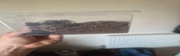 Tarantulas invertebrates for sale: Grammostola pulchra  - Advert 2