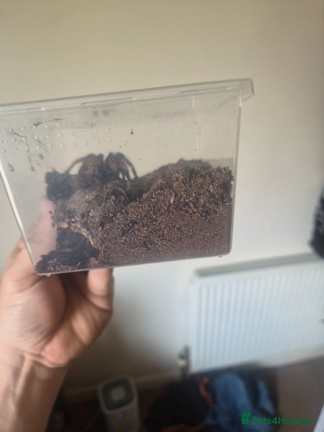 Tarantulas invertebrates for sale: Grammostola pulchra  - Advert 2