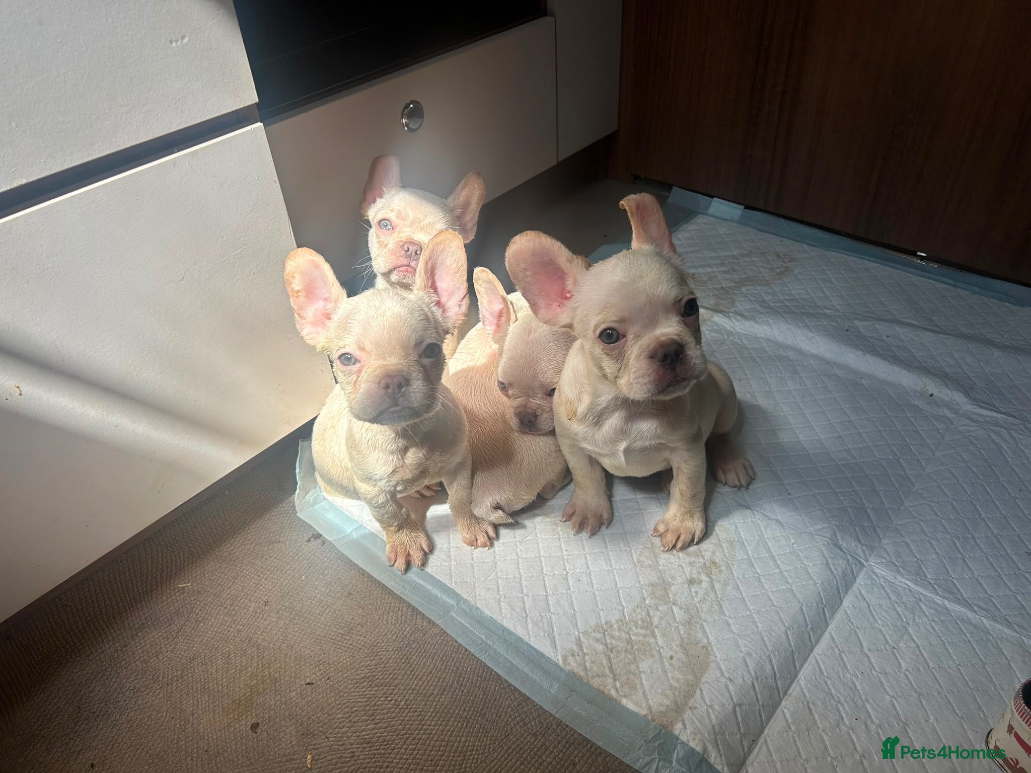 French Bulldog dogs french bulldog puppys - Advert 8