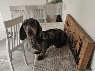 Miniature Dachshund dogs Kc registered PRA AND FULL HEALTH TESTED - Advert 1