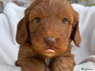 Cockapoo dogs Stunning F1 Cockapoo Puppies KC Parents - Advert 18
