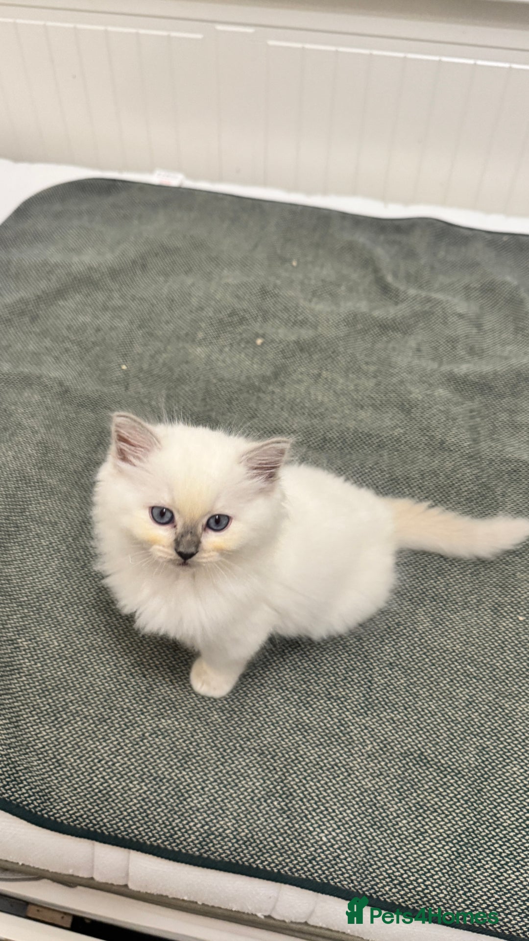 Ragdoll cats for sale: GCCF reg , Rare and milky white Lilac kittens  - Advert 21