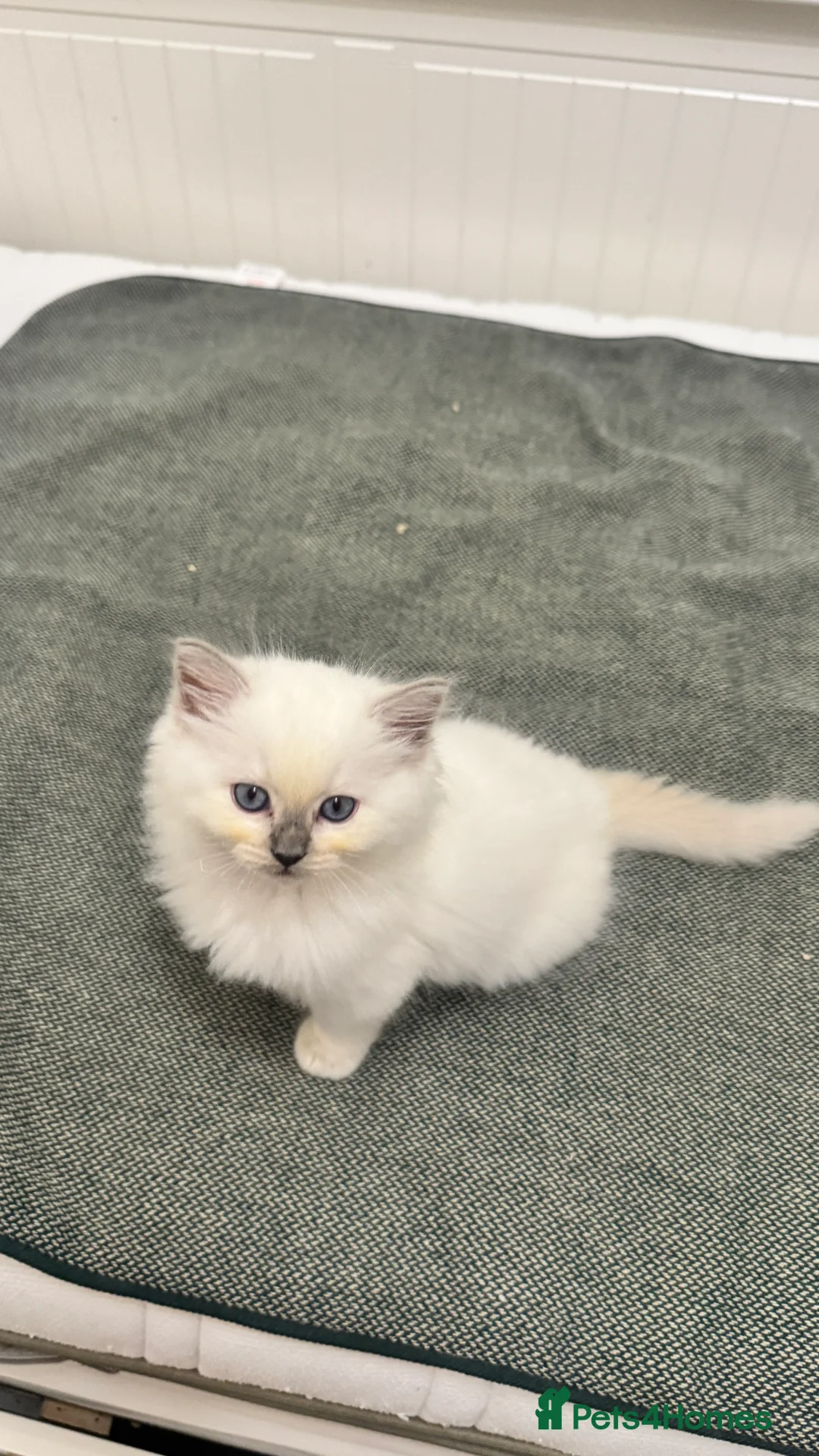 Ragdoll cats for sale: GCCF reg , Rare and icy  white Lilac kittens  - Advert 21