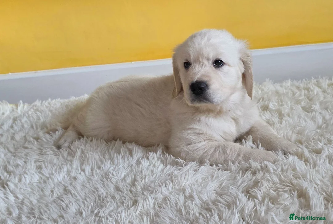 Golden Retriever dogs for sale: Last One! KC Golden Retriever Puppy Available - Advert 2