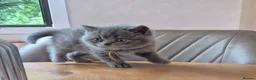 British Shorthair cats for sale: Purebred british shorthair kittens in Wigton - Advert 7