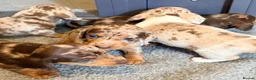 Miniature Dachshund dogs for sale: Outstanding miniature dapple dachshund puppies - Advert 26