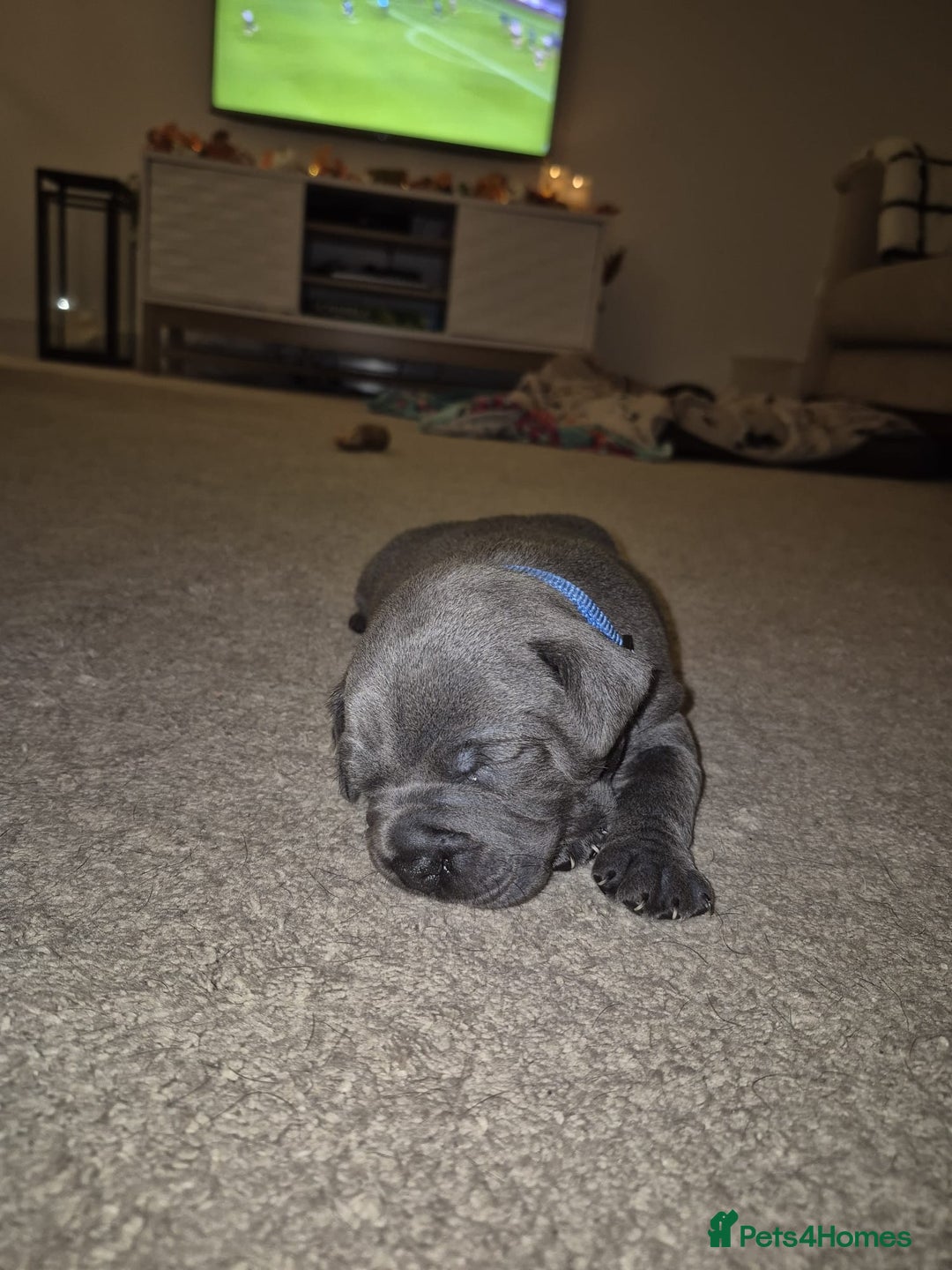 Staffordshire Bull Terrier dogs for sale: 10wk Old Blue Staffordshire Bull Terrier For Sale - Advert 4