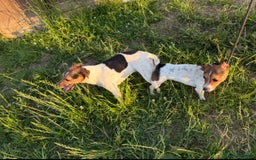 Jack Russell dogs for sale: Jack Russell puppies  - Image 19