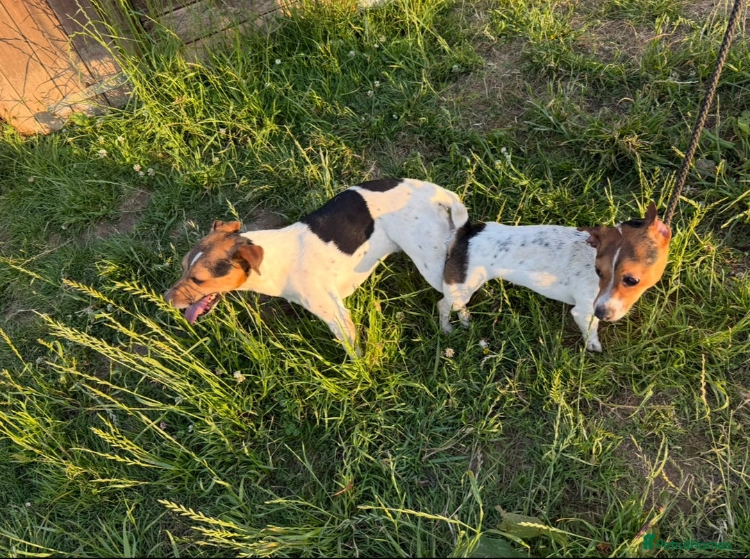 Jack Russell dogs for sale: Jack Russell puppies  - Image 19