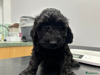 Cockapoo dogs BEAUTIFULL F1 COCKAPOO PUPPYS - Advert 1