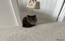 Maine Coon cats for sale: Maine Coon Girl - Image 5