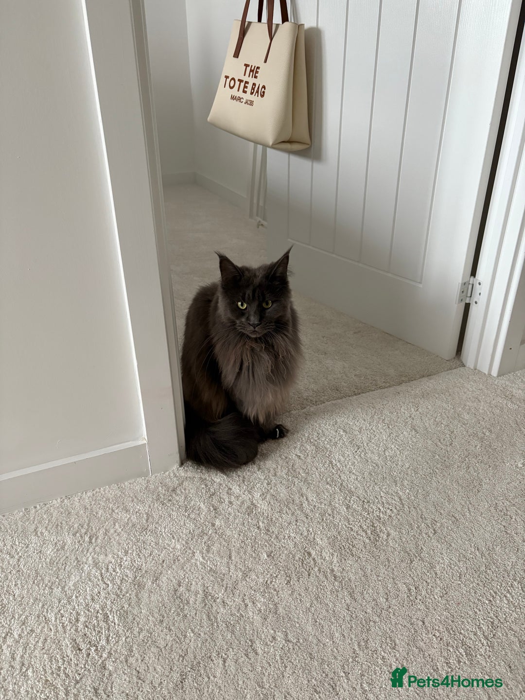 Maine Coon cats for sale: Maine Coon Girl - Image 5