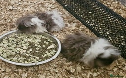 Guinea Pig rodents for sale: Lunkarya Boys (Bonded) - Image 2