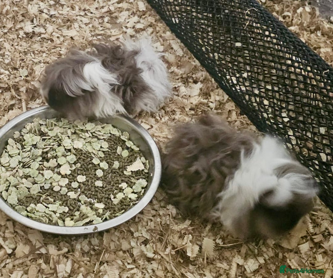 Guinea Pig rodents for sale: Lunkarya Boys (Bonded) - Image 2