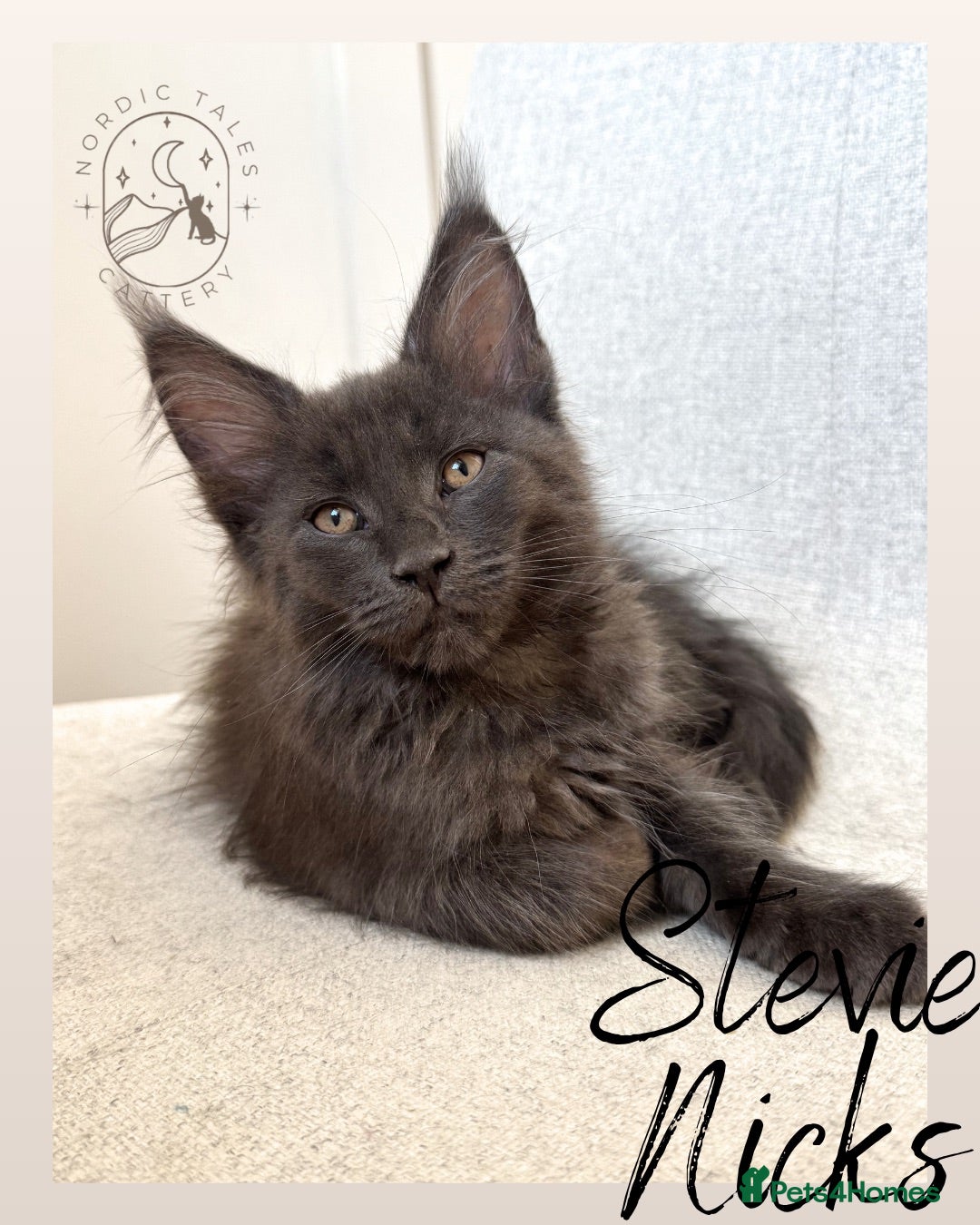 Maine Coon cats Stunning TICA Solid Blue & Smoke Pedigree Kittens  - Advert 1