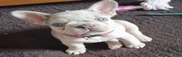 French Bulldog dogs for stud: BEAUTIFUL LILAC AND TAN FRENCH BULLDOG in Sunderland - Advert 13