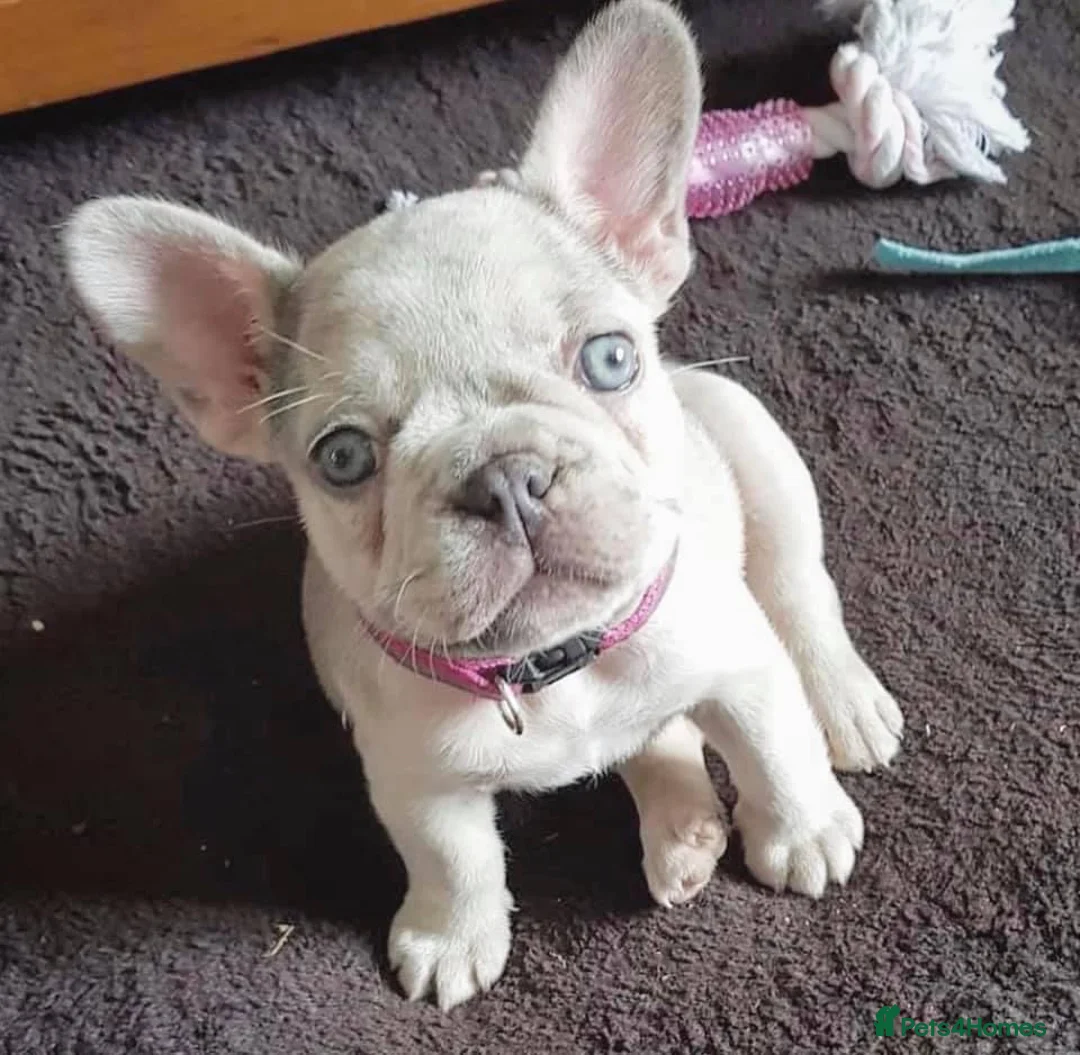 French Bulldog dogs for stud: BEAUTIFUL LILAC AND TAN FRENCH BULLDOG in Sunderland - Advert 13