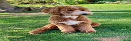 Australian Labradoodle dogs for sale: 🐶Stunning Australian Labradoodles 5⭐Breeder - Advert 2