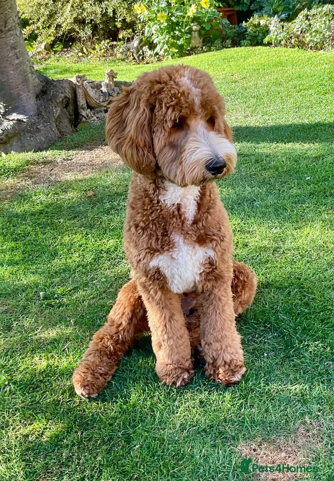 Australian Labradoodle dogs for sale: 🐶Stunning Australian Labradoodles 5⭐Breeder - Advert 2