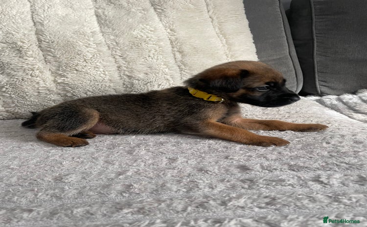Belgian Shepherd Dog dogs - Advert 1