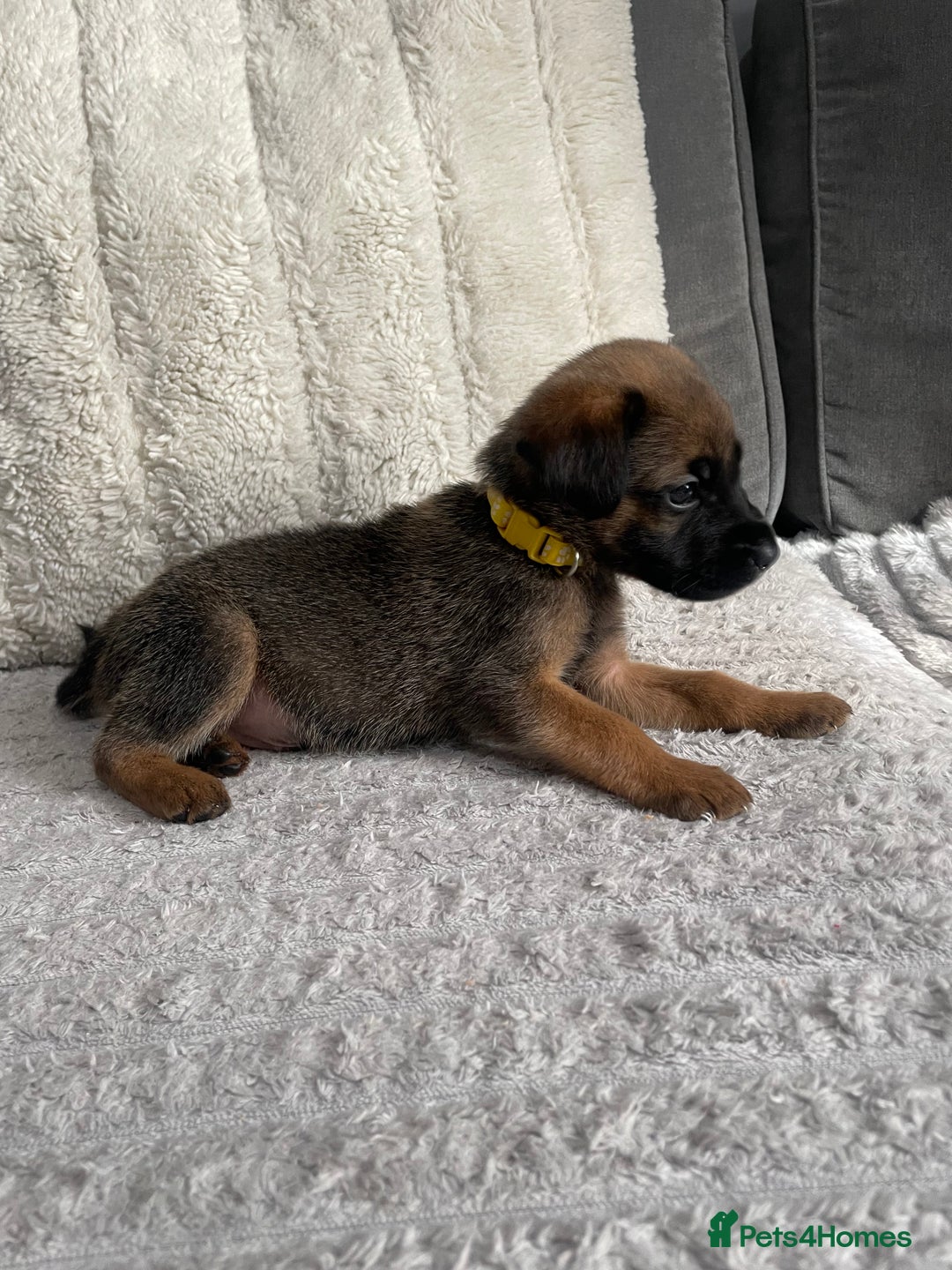 Belgian Shepherd Dog dogs for sale: Belgian malinois puppies - Image 1