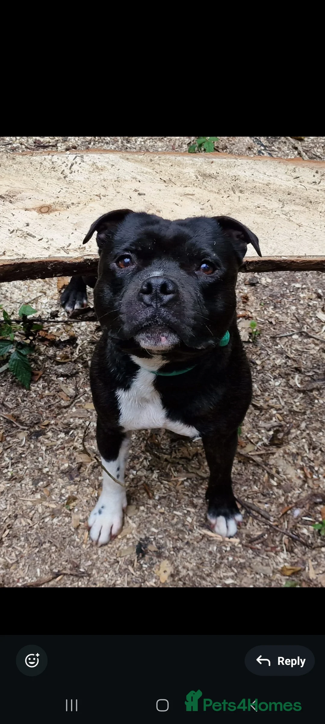 Staffordshire Bull Terrier dogs for sale: Stunning Staffordshire Bull Terrier Puppies - Advert 2