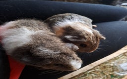 Guinea Pig rodents for sale: Gorgeous guinea pigs in search of new loving homes - Image 3