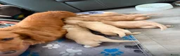 Miniature Dachshund dogs for sale: KC Reg, Health Tested Mini Longhaired Puppies  - Advert 11