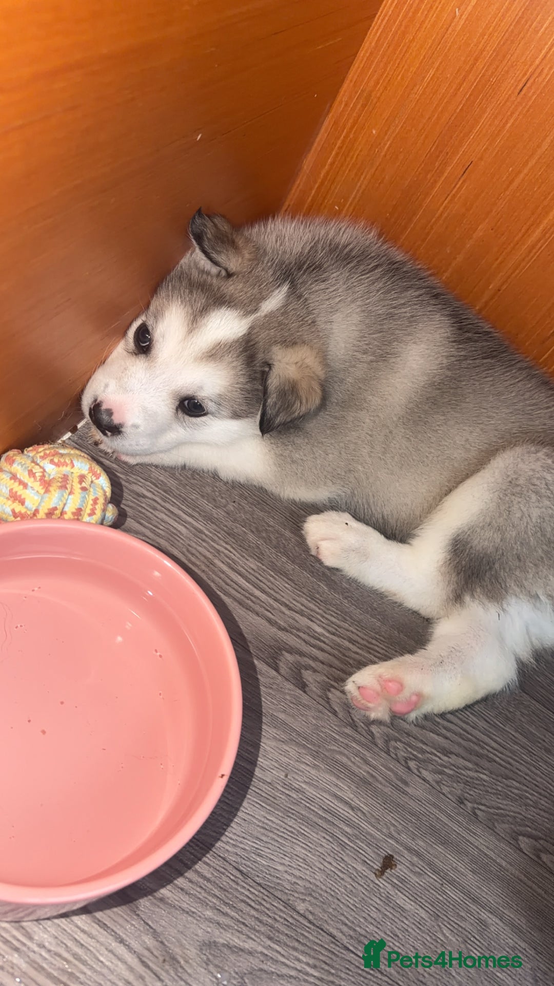 Siberian Husky dogs for sale: Husky Puppies – Ready 22/12/25 🐾  - Advert 18