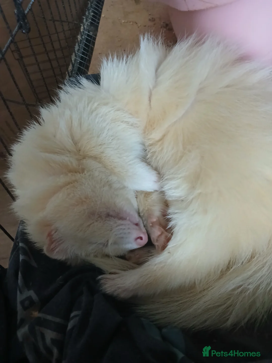 Ferret rodents for sale: Chunky albino fluffy hob  - Advert 2