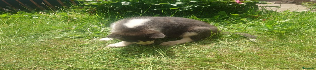 Siberian Husky Puppy 1