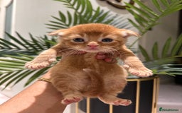 Scottish Fold cats for sale: Scottish fold/straight kittens  - Image 3
