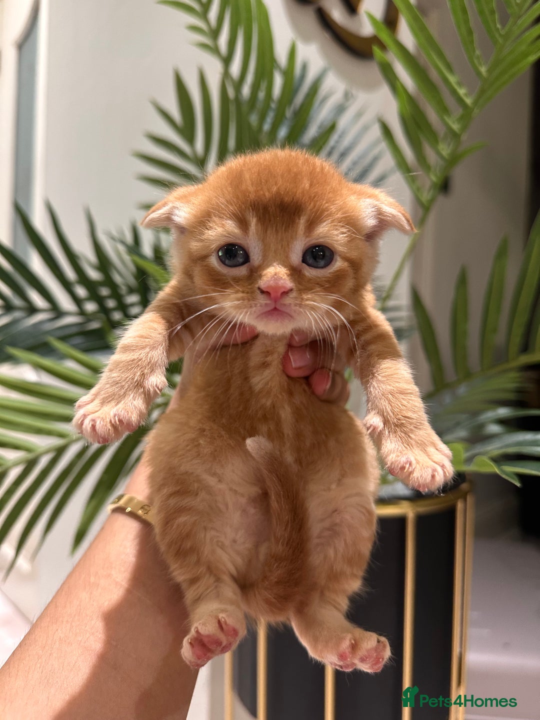 Scottish Fold cats for sale: Scottish fold/straight kittens  - Image 3