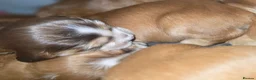 Cocker Spaniel dogs for sale: KC Registered Show Type Cocker Spaniel Puppies  - Advert 7