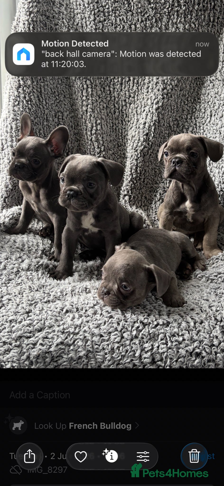 French Bulldog dogs French bulldog puppies  - Advert 2