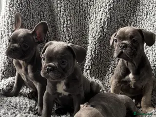 French Bulldog dogs French bulldog puppies - Advert 2