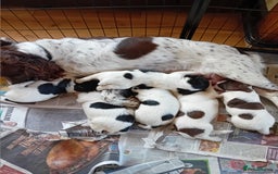 English Springer Spaniel dogs for sale: Male black and white Springer pup  - Image 3