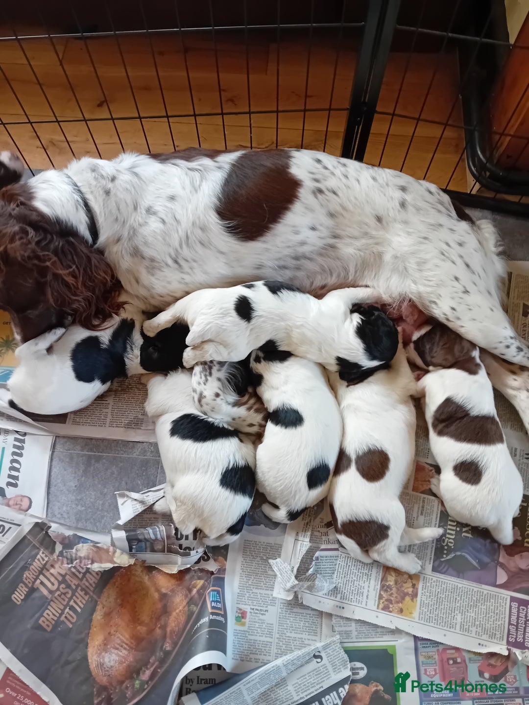 English Springer Spaniel dogs for sale: Male black and white Springer pup  - Image 3