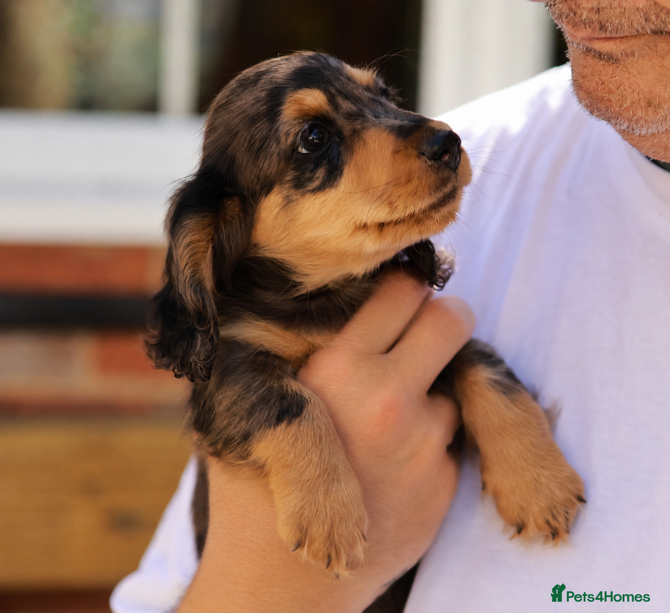 Miniature Dachshund dogs 5*Licensed+SilverDappleLongH+KCPraClear+Vetchecked - Advert 2